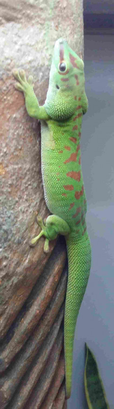 Geckos