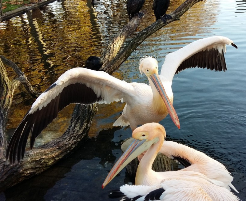 Vögel